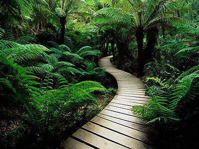 fern path